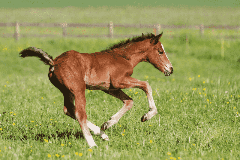 How to train a young horse