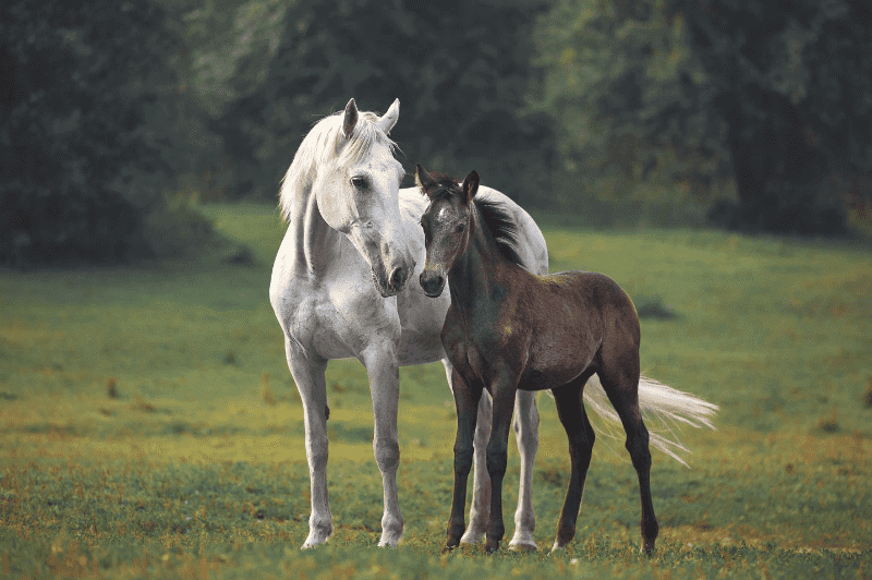 female horse in heat